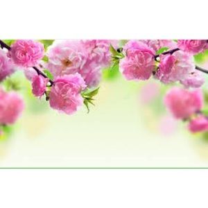 Meet your Posher, Chloe